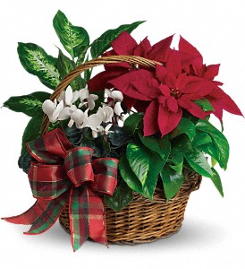 Poinsettia Basket