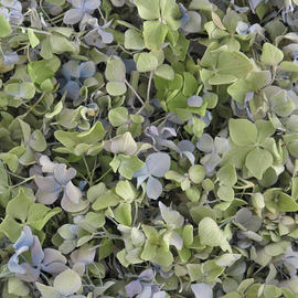 hydrangeas
