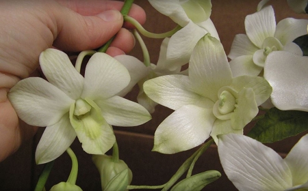 orchid petals