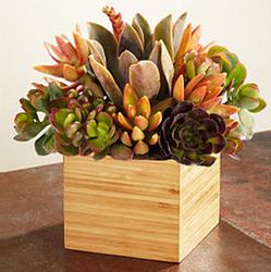 Fall Succulent Garden