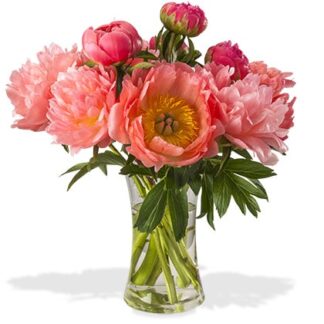 Coral Peonies